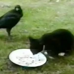 Abandoned Kitten Left Alone in Yard—What This Crow Does Next Will Leave You Speechless!