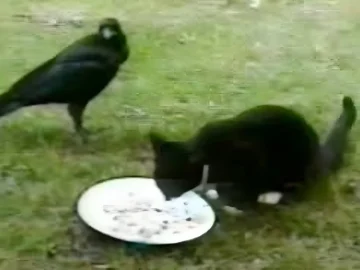 Abandoned Kitten Left Alone in Yard—What This Crow Does Next Will Leave You Speechless!