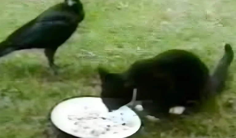 Abandoned Kitten Left Alone in Yard—What This Crow Does Next Will Leave You Speechless!