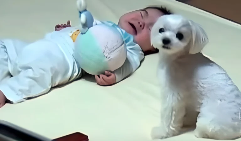 Baby Won’t Stop Crying, But Mom Catches the Dog’s Hilarious Reaction on Camera!