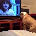 Bulldog Watches a Horror Movie, and Her Priceless Reaction to the Characters in Danger Has the Internet Buzzing