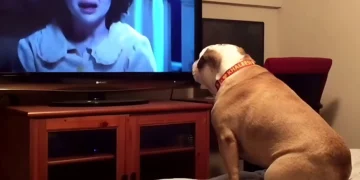 Bulldog Watches a Horror Movie, and Her Priceless Reaction to the Characters in Danger Has the Internet Buzzing