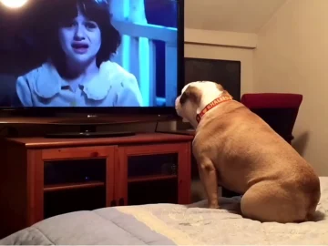 Bulldog Watches a Horror Movie, and Her Priceless Reaction to the Characters in Danger Has the Internet Buzzing