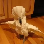 Cockatoo Throws a Hilarious Tantrum When His Owner Skips the Dishes, Internet Can’t Stop Laughing!