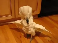 Cockatoo Throws a Hilarious Tantrum When His Owner Skips the Dishes, Internet Can’t Stop Laughing!