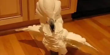 Cockatoo Throws a Hilarious Tantrum When His Owner Skips the Dishes, Internet Can’t Stop Laughing!