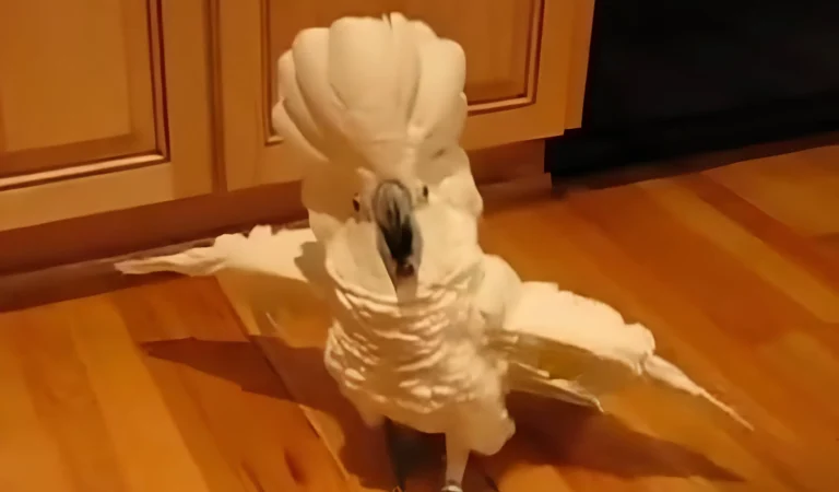 Cockatoo Throws a Hilarious Tantrum When His Owner Skips the Dishes, Internet Can’t Stop Laughing!