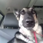 Dog Hears His New Favorite Song on the Radio—His Priceless Reaction Will Have You Smiling!