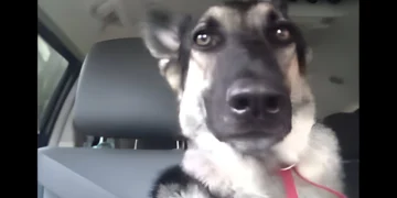 Dog Hears His New Favorite Song on the Radio—His Priceless Reaction Will Have You Smiling!