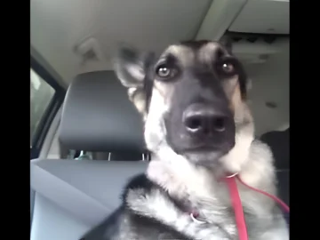 Dog Hears His New Favorite Song on the Radio—His Priceless Reaction Will Have You Smiling!