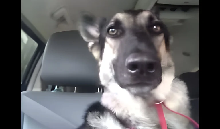 Dog Hears His New Favorite Song on the Radio—His Priceless Reaction Will Have You Smiling!