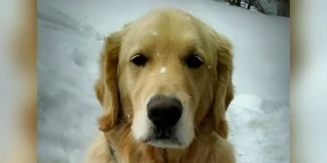 Dog Hops Into a UPS Truck and Takes a Joyride—The Note He Wore Explaining It Is Priceless!