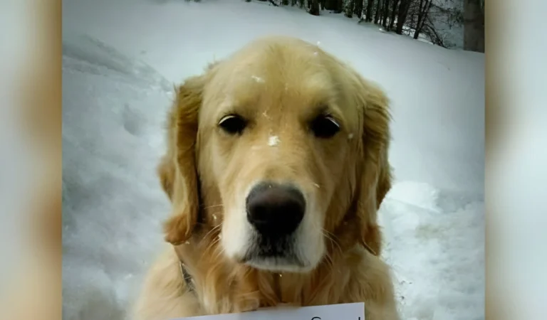 Dog Hops Into a UPS Truck and Takes a Joyride—The Note He Wore Explaining It Is Priceless!