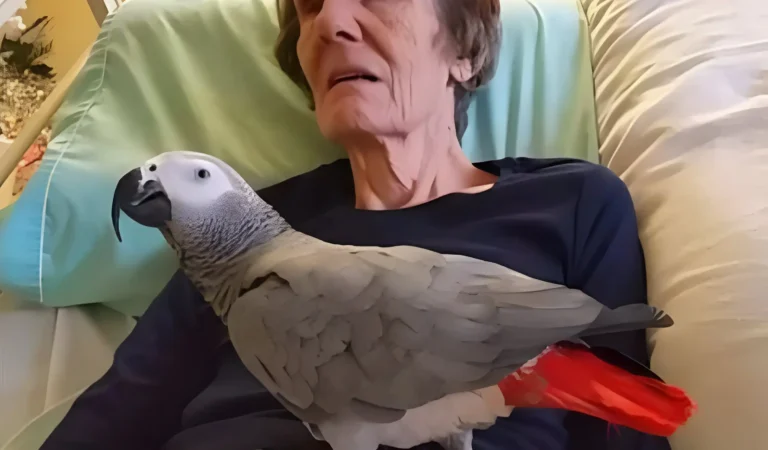 Dying Woman Says ‘I Love You’ to Her Parrot of 25 Years—The Bird’s Heartbreaking Response Leaves Everyone in Tears