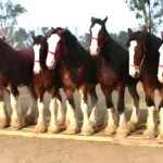 He Lined Up 11 Horses, But What the One in the Middle Did Next You Won't Believe It!