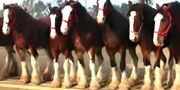 He Lined Up 11 Horses, But What the One in the Middle Did Next You Won't Believe It!