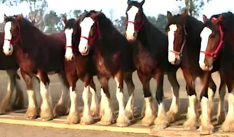 He Lined Up 11 Horses, But What the One in the Middle Did Next? You Won’t Believe It!