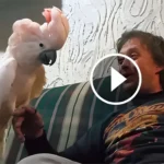 He Tells One Joke, But the Cockatoo’s Hilarious Reaction Steals the Show—You’ve Got to See This!