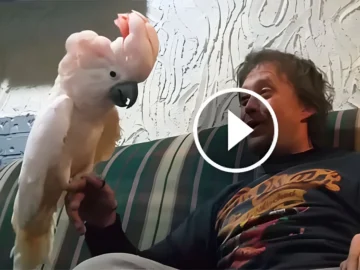 He Tells One Joke, But the Cockatoo’s Hilarious Reaction Steals the Show—You’ve Got to See This!