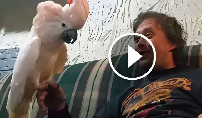 He Tells One Joke, But the Cockatoo’s Hilarious Reaction Steals the Show—You’ve Got to See This!