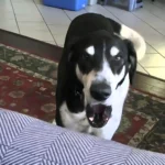 Man Tells His Dog They’re Getting a Cat, His Hilarious Reaction Is a Must-See!