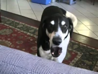 Man Tells His Dog They’re Getting a Cat, His Hilarious Reaction Is a Must-See!