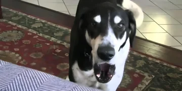 Man Tells His Dog They’re Getting a Cat, His Hilarious Reaction Is a Must-See!