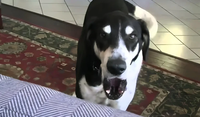 Man Tells His Dog They’re Getting a Cat, His Hilarious Reaction Is a Must-See!