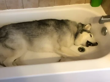 Mom Opens Shower Curtain to Find Her Husky in the Tub—You Won't Believe What Happens Next!