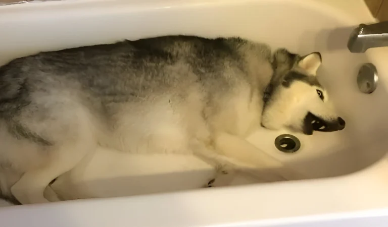 Mom Opens Shower Curtain to Find Her Husky in the Tub—You Won’t Believe What Happens Next!