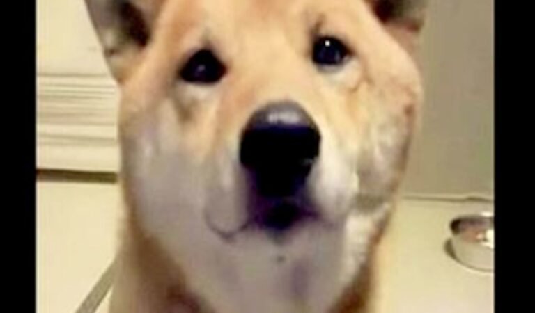 Mom Tells Her Dog to ‘Bark Softly’—His Adorable Response Has Everyone in Stitches!