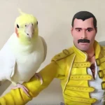 Parrot Finds Comfort with Her Hero, But Wait Until You Hear Her Hilarious Song Choice!