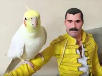 Parrot Finds Comfort with Her Hero, But Wait Until You Hear Her Hilarious Song Choice!