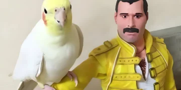 Parrot Finds Comfort with Her Hero, But Wait Until You Hear Her Hilarious Song Choice!