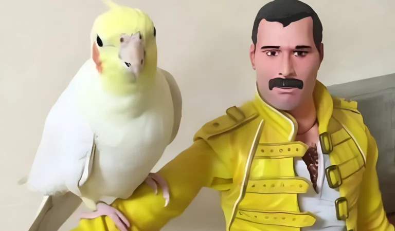 Parrot Finds Comfort with Her Hero, But Wait Until You Hear Her Hilarious Song Choice!