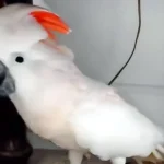 Parrot Finds Out He’s Going to the Vet—What He Does Next Has Everyone in Stitches!