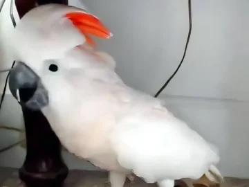 Parrot Finds Out He’s Going to the Vet—What He Does Next Has Everyone in Stitches!