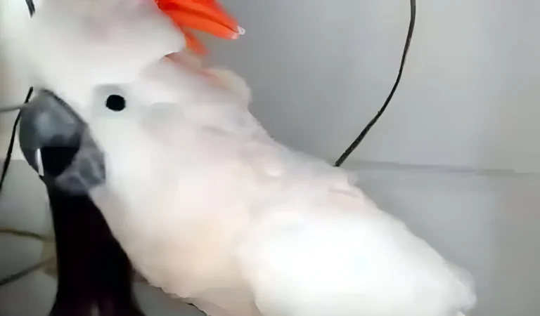 Parrot Finds Out He’s Going to the Vet—What He Does Next Has Everyone in Stitches!