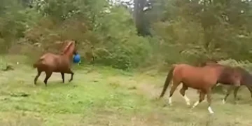 She Told Everyone What Her Horse Loves To Do—But No One Believed Her Until She Caught It on Camera!