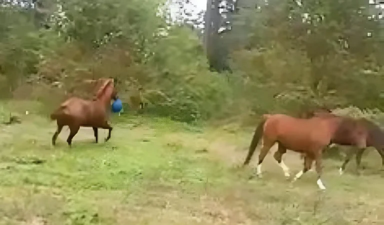 She Told Everyone What Her Horse Loves To Do—But No One Believed Her Until She Caught It on Camera!