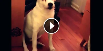 This Dog Got Caught in the Act—But His Hilarious Reaction Will Leave You Laughing!