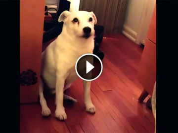 This Dog Got Caught in the Act—But His Hilarious Reaction Will Leave You Laughing!