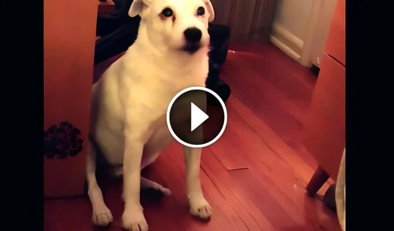 This Dog Got Caught in the Act—But His Hilarious Reaction Will Leave You Laughing!