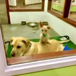 Tiny Dog Sits on Best Friend at Shelter, Hoping They’ll Find a Forever Home Together!