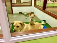 Tiny Dog Sits on Best Friend at Shelter, Hoping They’ll Find a Forever Home Together!