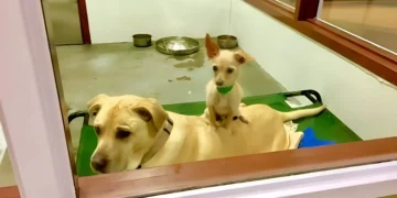 Tiny Dog Sits on Best Friend at Shelter, Hoping They’ll Find a Forever Home Together!