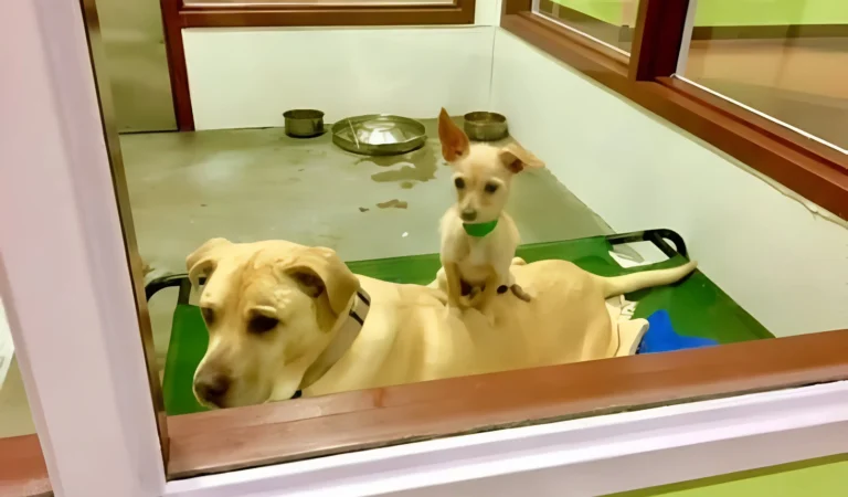 Tiny Dog Sits on Best Friend at Shelter, Hoping They’ll Find a Forever Home Together!