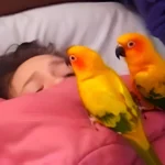 Two Noisy Parrots Sneak Up on Their Sleeping Owner—What They Did Next Had Everyone Cracking Up!