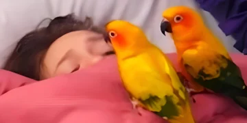 Two Noisy Parrots Sneak Up on Their Sleeping Owner—What They Did Next Had Everyone Cracking Up!