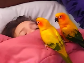 Two Noisy Parrots Sneak Up on Their Sleeping Owner—What They Did Next Had Everyone Cracking Up!